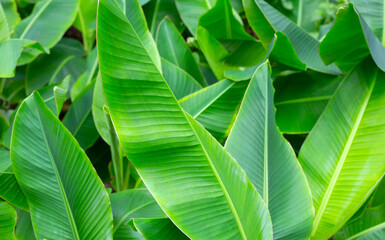 Beautiful banana green leaves background.