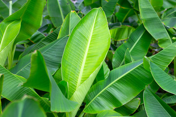 Beautiful banana green leaves background.