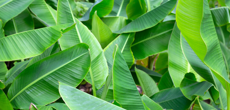 Beautiful banana green leaves background.
