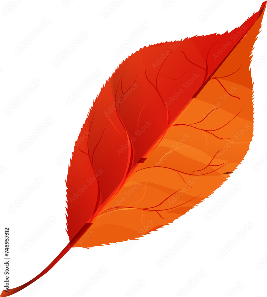 Poster red leaf on white background.