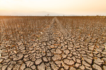 Dead corn under an orange sky, capturing the eerie silence of a once thriving agriculture crippled...
