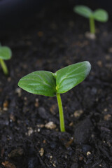 young sprouts of cucumber, spring botanical background