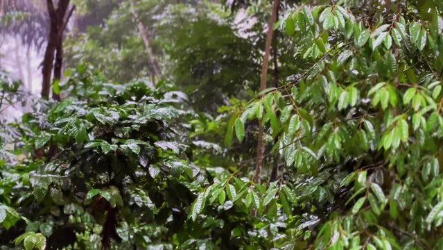 Raining shower in the dense forest. Water droplets fixed on green leaves. Heavy rain in tropical forest. rain drop on tree leaves.
