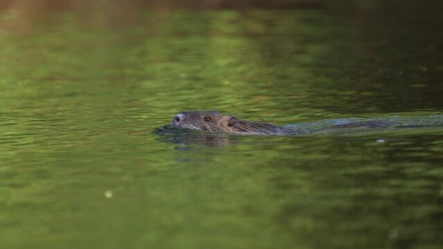 panning shot of a nutria (Myocastor coypus) swimming in a lake at sunset with water reflections in argentina