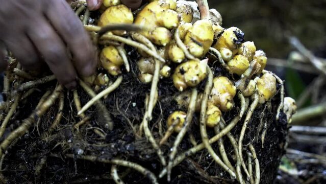 Washing and removing stems from fresh harvested ginger A Visual Feast of Ginger Harvest home gardening