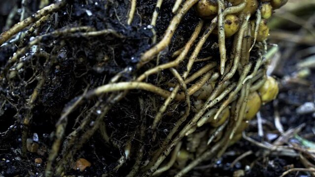 Nice panning shot of Ginger root freshly harvested being washed Breathtaking Footage of Ginger Harvest home gardening