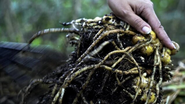 Cleaning off dirt from ginger root freshly harvested from a pot using a gardening tool