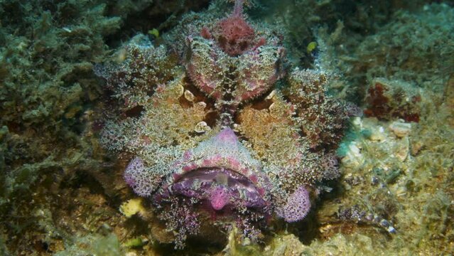 Amazing colorful reef stonefish completely camouflaged with the reef background and staying still while breathing.