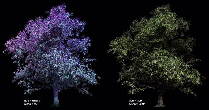 broadleaf forest tree with wind, complete passes.. in RGB channel you will find RGB and Normal Map and in alpha you can have Z depth and ambient occlusion map.