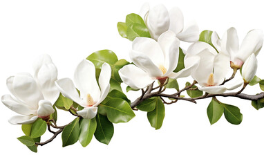 Graceful Magnolia Tree with White Blooms as a Background Isolated on Transparent Background PNG.