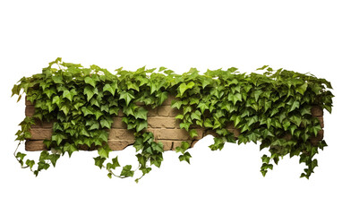 Green Ivy Creeping Along a Brick Wall in a Captivating Scene Isolated on Transparent Background PNG.