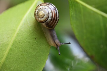 Imagine a small snail nestled peacefully atop a vibrant green leaf, its shell glistening with tiny...