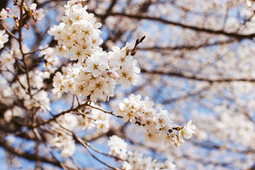 Cherry Blossoms, close up, outskirts of Seoul, South Korea