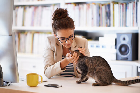 Woman, cat and home office at computer with love for pet as freelance journalist for proposal research, article or connectivity. Female person, animal and care or virtual career, review or online