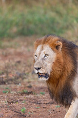 Lions in The Bush