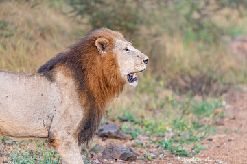 Lions in The Bush