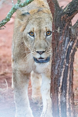 Lions in The Bush