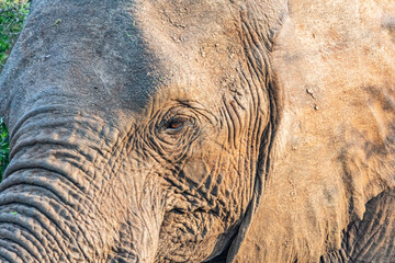 Elephant Family © Brad