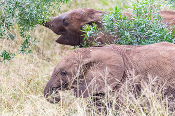 Elephant Family © Brad
