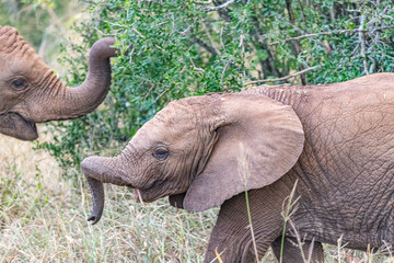 Elephant Family © Brad