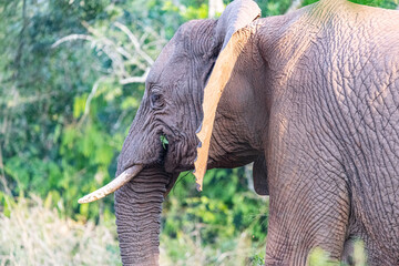 Elephant Family © Brad