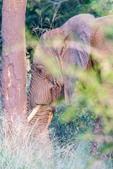 Elephant Family © Brad