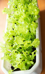 A green plant is growing in a ceramic pot, showcasing vibrant leaves and healthy growth. The pot is placed on a wooden surface, with sunlight filtering through a nearby window