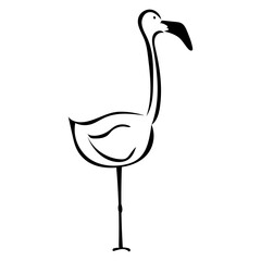 Flamingo