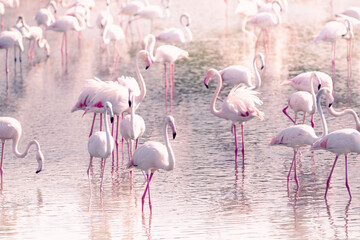 Pink flamingos on the lake at sunset. Selective focus.