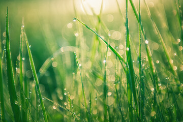 Fresh green grass with morning dew in a summer forest at sunrise. Macro image