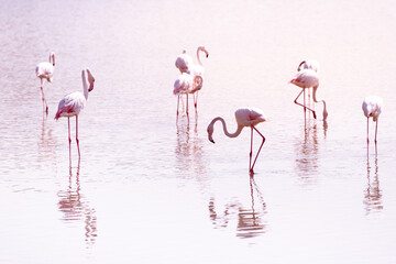 Pink flamingos on the lake at sunset.