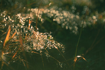 Wild grass with morning dew in a summer forest. Macro image