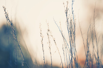 Dry autumn grass in a forest at sunset. Macro image