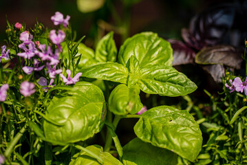 organic basil in the garden