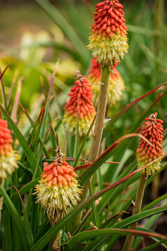 Torch lily (Kniphofia uvaria) in the garden