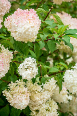 hydrangea flowers in the garden