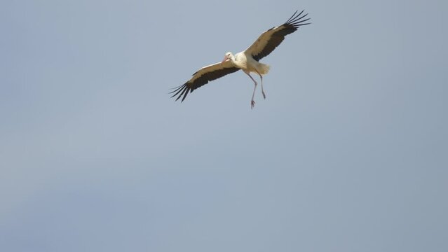 White Stork soaring in air against blue sky in summer. Spread wings of wild stork at flight. Tracking close up shot. 