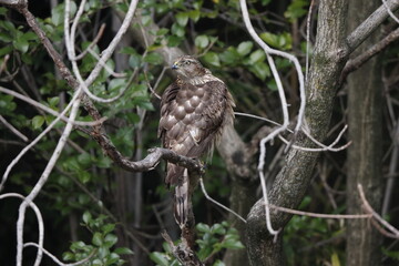 Eurasian goshawk or Northern goshawk (Accipiter gentilis) is a species of medium-large bird of prey in the family Accipitridae. This photo was taken in Japan.