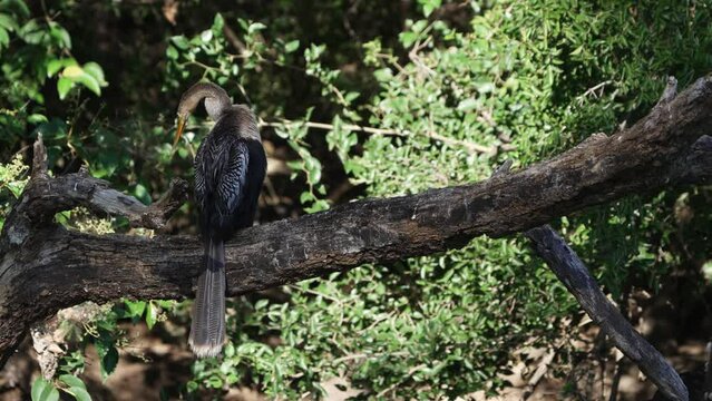 Anhinga perching on a tree while preening and showing long neck and beak. Beauty in nature in slow motion.