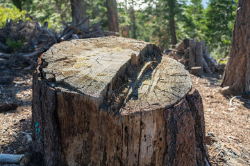 Tree stump from chainsaw felling cut in Sierra Nevada forest.