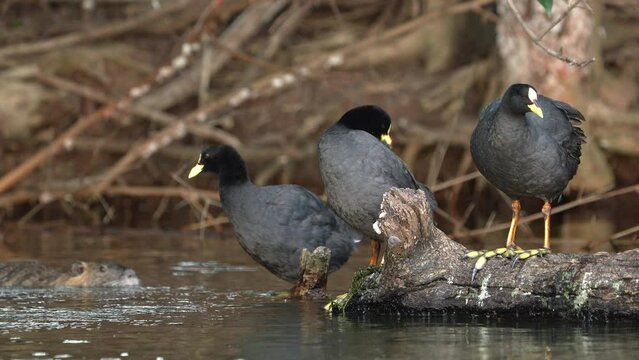 Group of Red-gartered Coots on the lake shore with a coipo behind
