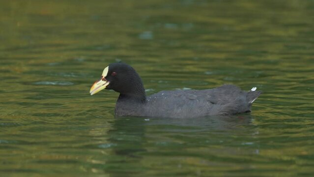 Red-gartered Coot swimming and feeding on algae on a lake