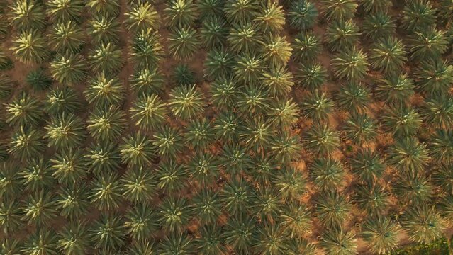 Palm tree plantation - aerial top down view. Background pattern of oil and coconut palms in oasis on sunny day. Saudi Arabia (4K).