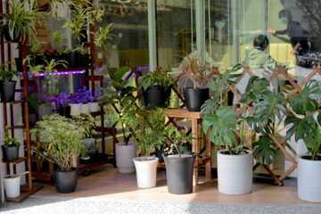Beautiful bonsai designs for indoor planting - Nageia nagi, Rohdea japonica, Chlorophytum comosum,...