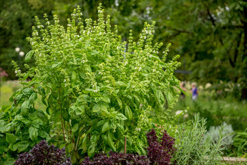 organic basil in the garden