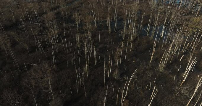 Point remove wildlife area, blackwell, ar, with leafless trees and water patches, aerial view