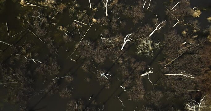 Aerial shot of sunlit trees submerged in water at Point Remove Wildlife, Blackwell, Arkansas