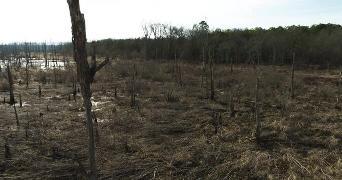 Bare trees and dry grass in Point Remove Wildlife Area, Blackwell, Arkansas, winter scene, aerial view