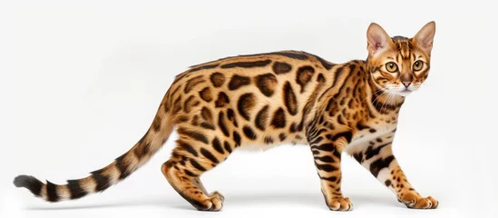 Fotobehang A tiger cat of the Suphalak breed is walking across a plain white background. The cats elegant movement is captured in a side view as it gracefully strides along. © AkuAku