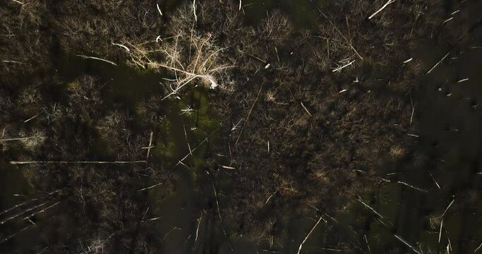 Aerial shot of barren trees at Point Remove Wildlife Area, Blackwell, AR, USA